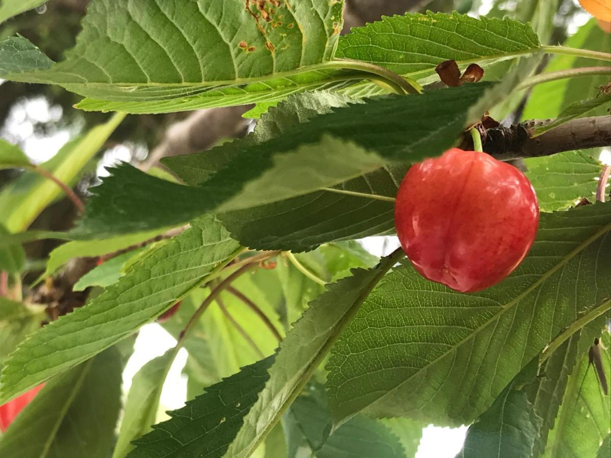 Rocca Di Corno Guest House 菲纳莱利古雷 外观 照片